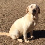 Golden Labrador Puppies for Sale South Carolina