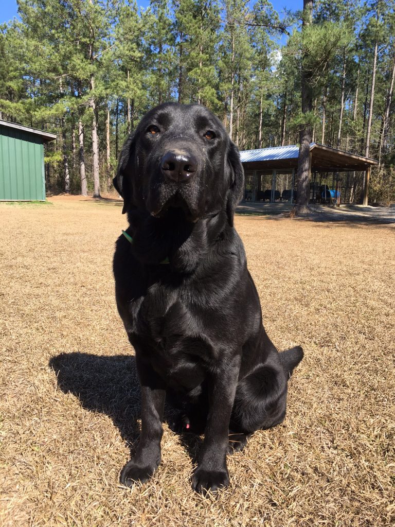 A Black Lab Named Tank at Salkehatchie Labrador