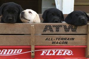 Labrador Puppies Available at Salkehatchie Labrador