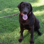 Labrador Retriever Breeder