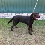 Lab Puppies for Sale SC