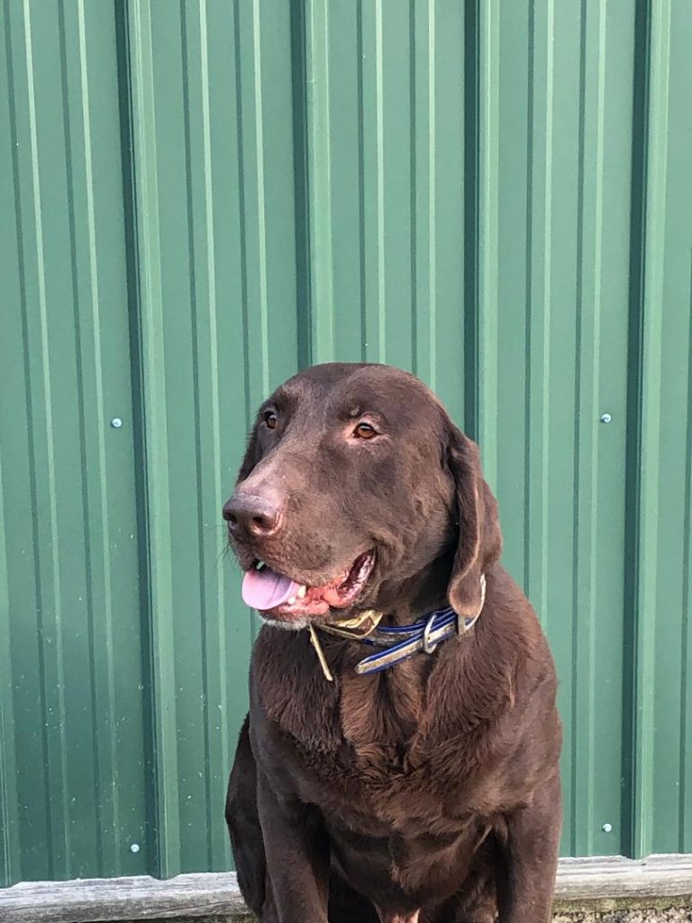 A Brown Lab Named Ace at Salkehatchie Labrador