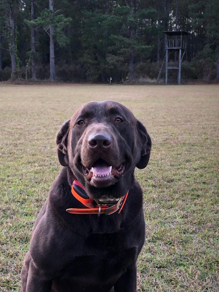 A Brown Lab Named Gunner at Salkehatchie Labrador