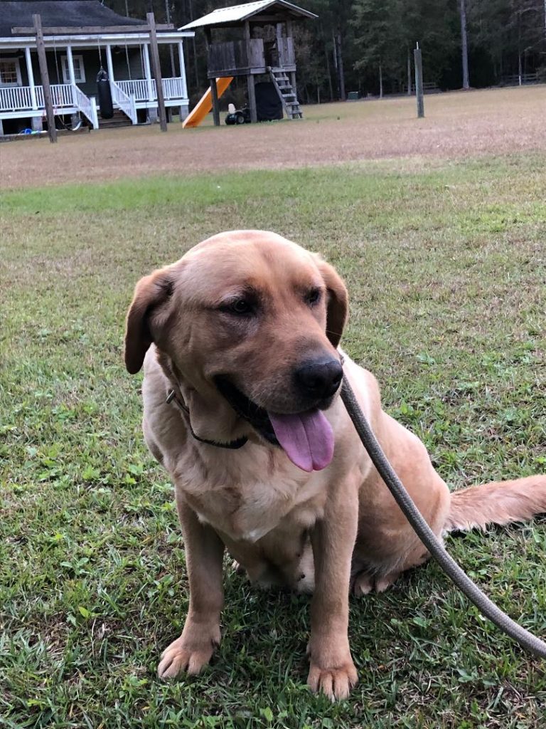 A Golden Lab Named Marley at Salkehatchie Labrador