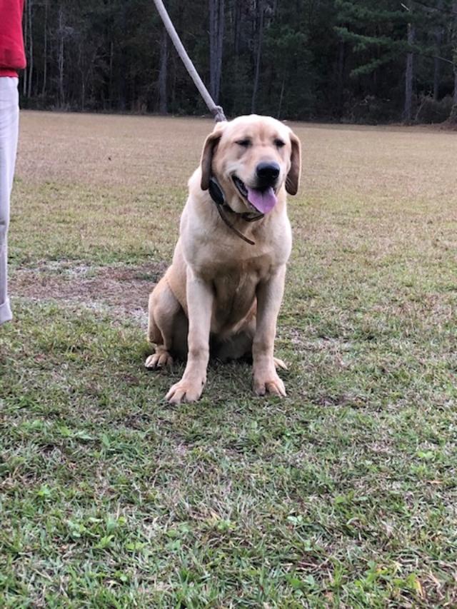 Golden lab dog sitting in grass