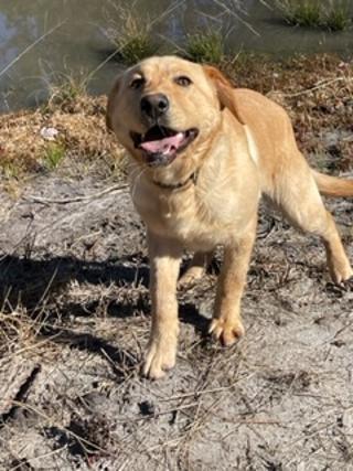 A Golden Lab Named Koda at Salkehatchie Labrador